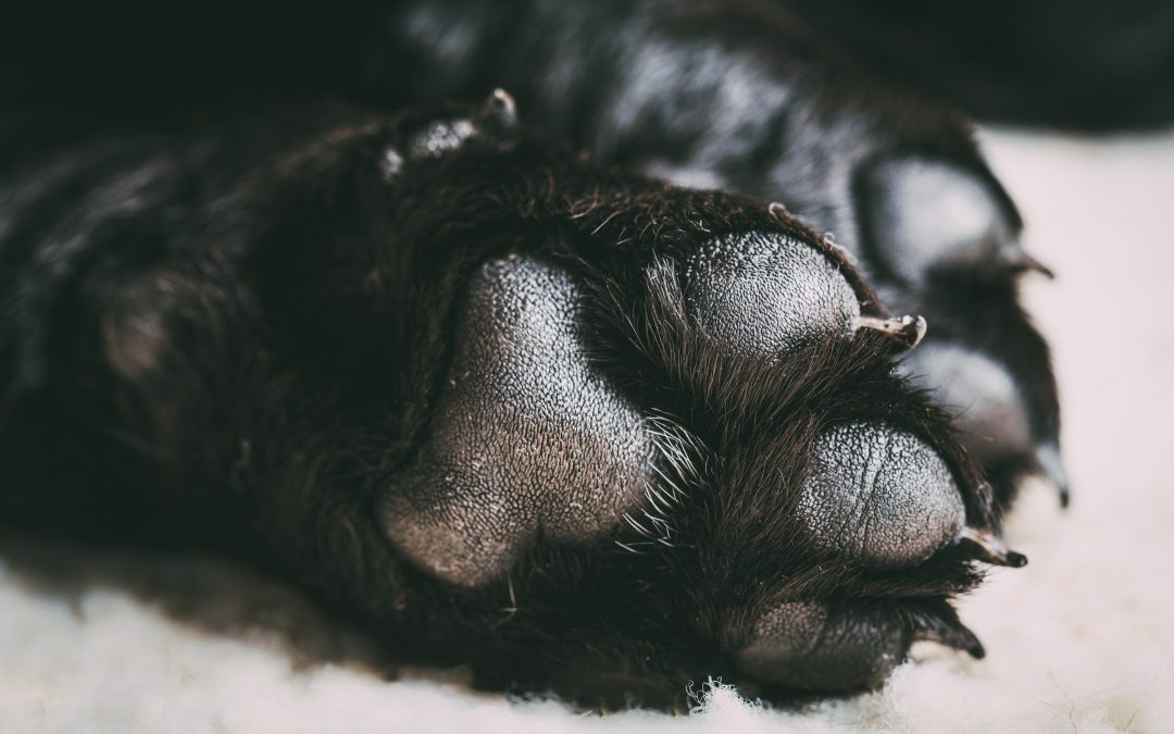 The Essentials of Pet Claw Caring: A Step towards Happy and Healthy Paws