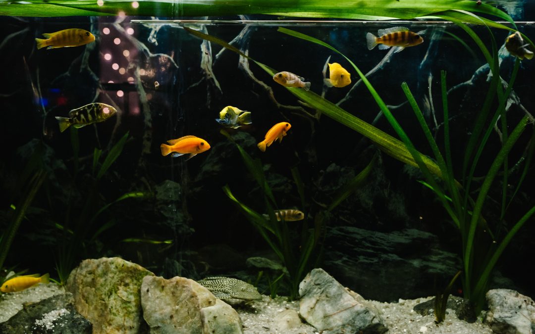 Creating a Sustainable Oasis for Your Pet Fish