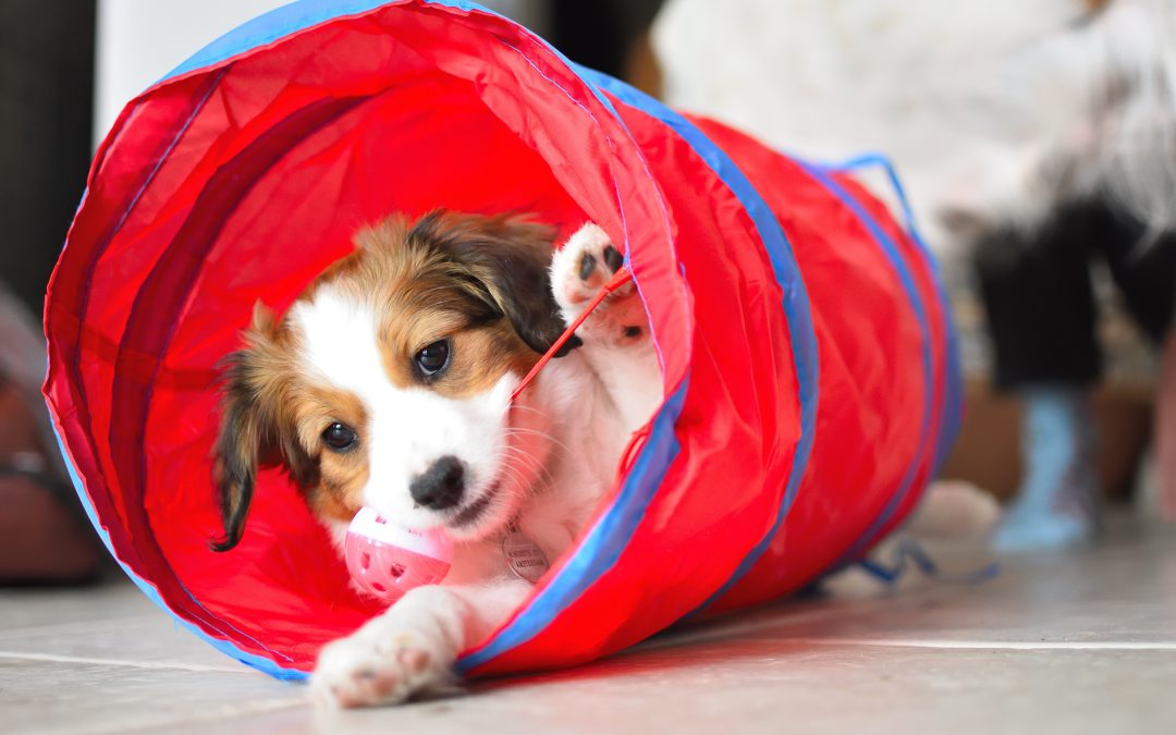 Paws and Play: Indoor Activities for Active Pets